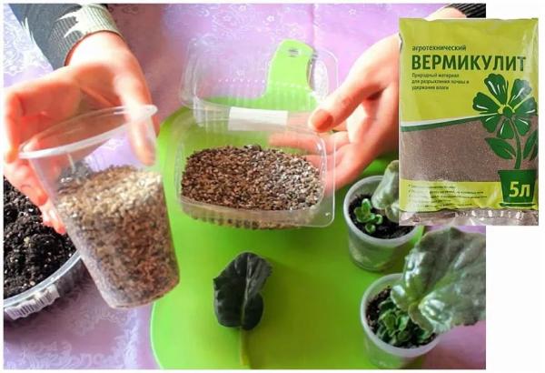 Какую зелень можно выращивать на подоконнике Какую зелень можно выращивать на подоконнике