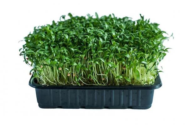 Какую зелень можно выращивать на подоконнике Какую зелень можно выращивать на подоконнике