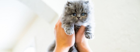 Как отучить котенка кусаться и царапаться | Purina